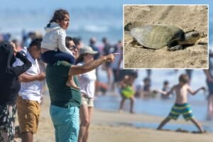 Beach battle erupts as classic California event faces closure over environmental backlash