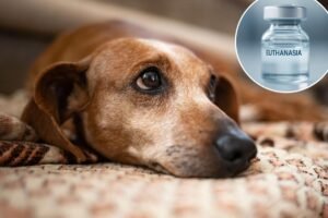 My dog’s final days cost ,000: The heartbreaking reality of ‘economic euthanasia’