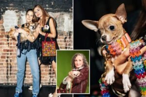 Is this fur real? Adorable rescue pups had their own runway show at New York Fashion Week Is this fur real? Adorable rescue pups had their own runway show at New York Fashion Week