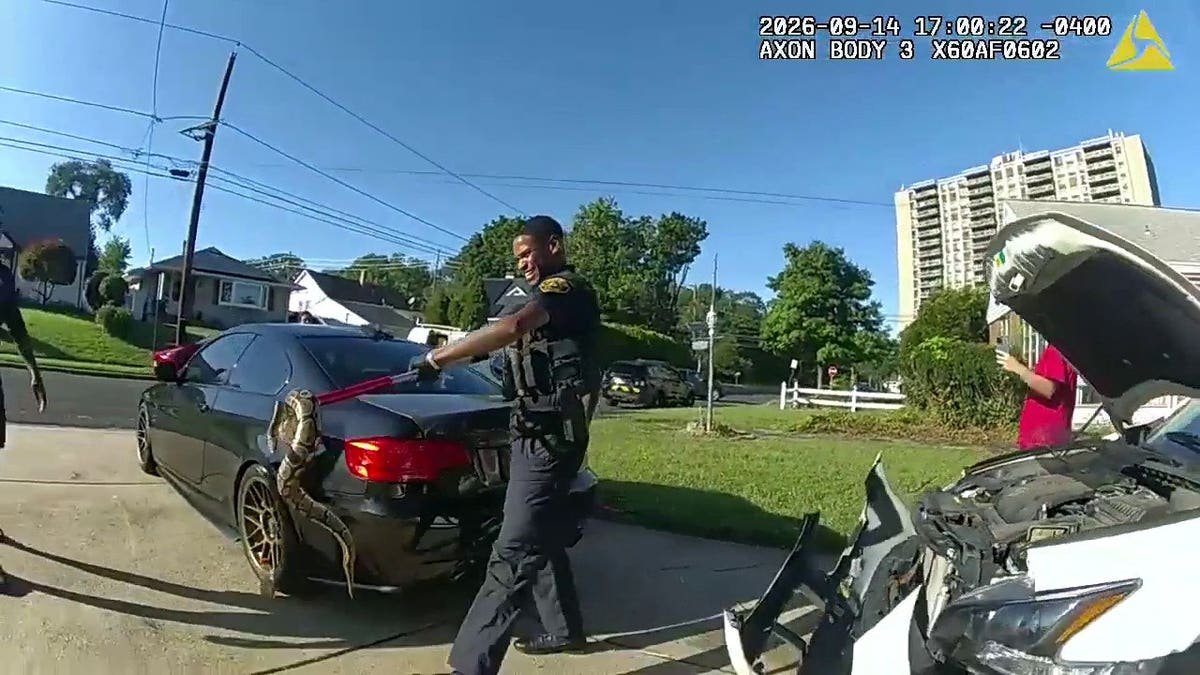 Officers remove a 3-foot python from a New Jersey woman's car.