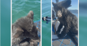 Bear cub rescued from Okanagan Lake faces uncertain future Bear cub rescued from Okanagan Lake faces uncertain future