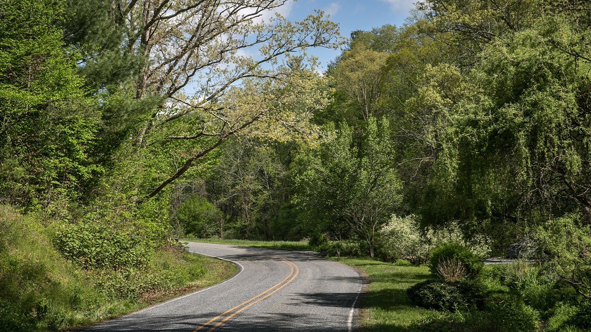 road running through wooded area